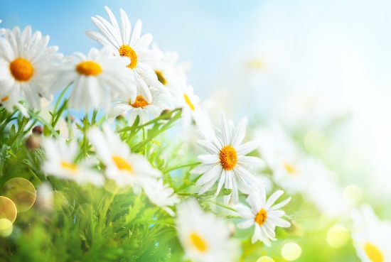 Margarita blanca en flor