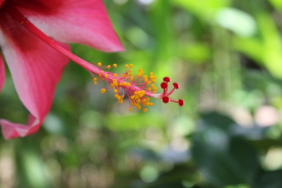 Hibiscus