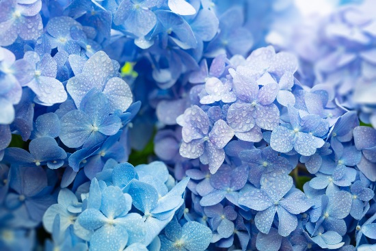 Hortensia azul