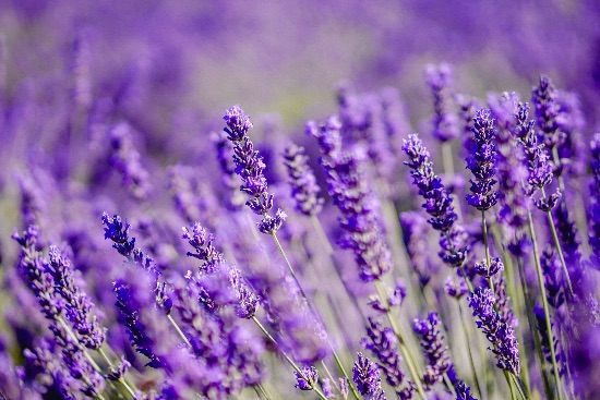 Lavanda, una de las plantas de exterior resistentes al calor