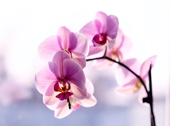 Phalaenopsis en flor