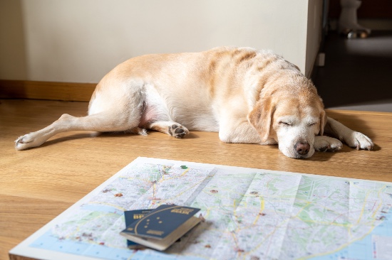 Consejos para viajar con perro