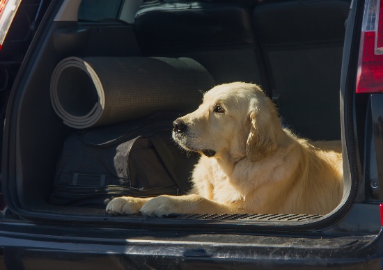 Consideraciones para viajar con perro
