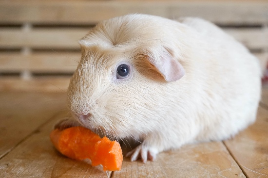 La dieta del pequeño roedor