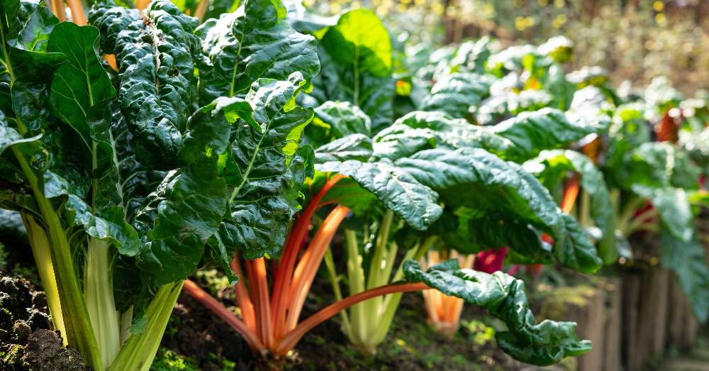 Plantas de huerto de verano