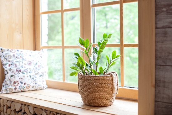 Tips para cuidar plantas de interior en verano