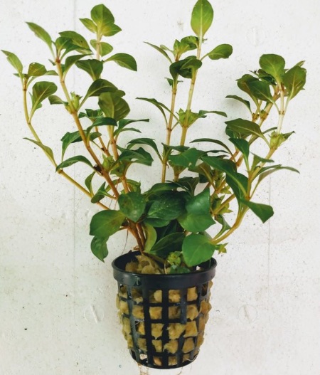 Ludwigia Palustris para acuarios