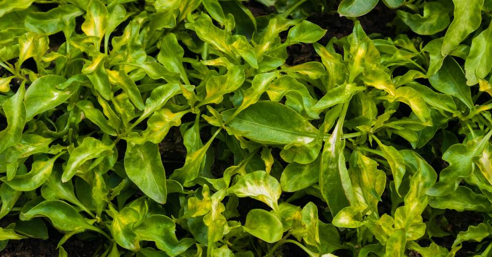 Cuidados de la Ludwigia Palustris