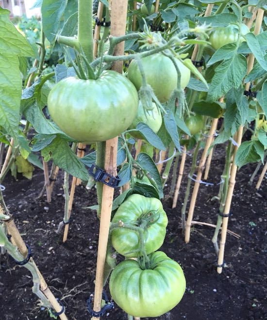 Consejos para entutorar tomates