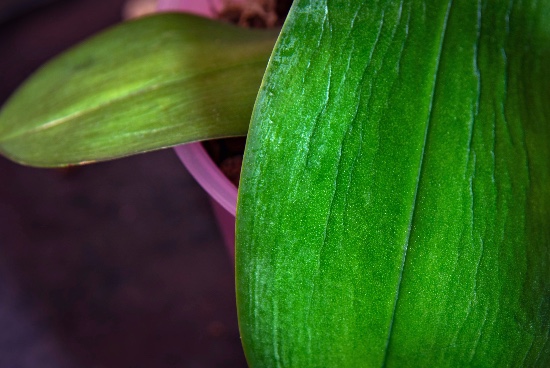 Cómo revivir una orquídea sin hojas