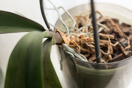 Cómo revivir una orquídea con las raíces secas