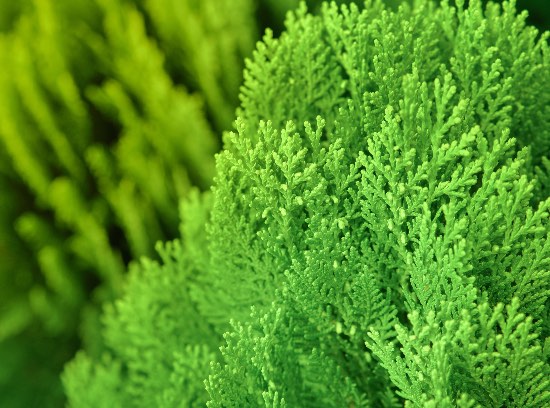 Selección de coníferas Verdecora