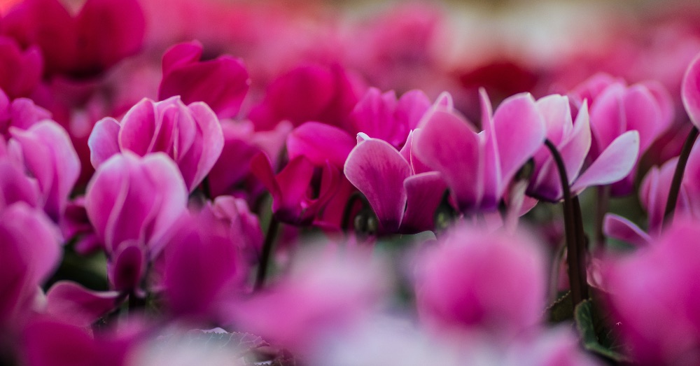 Cómo cuidar el Cyclamen