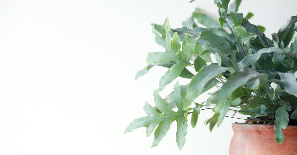 Cuidados del Phlebodium aureum davana