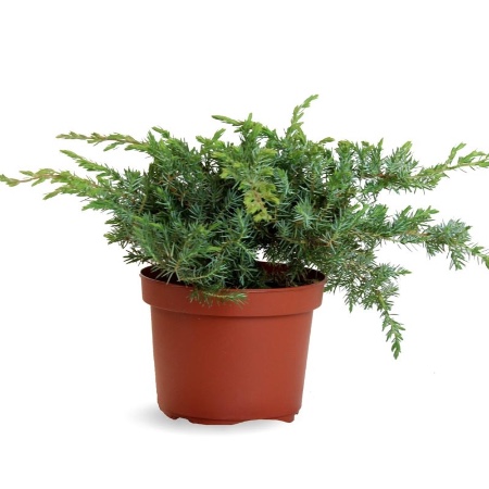 Maceta de Junípero