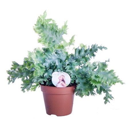 Helecho Phlebodium davana