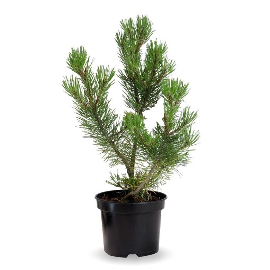 Maceta de pino, uno de los tipos de coníferas más populares