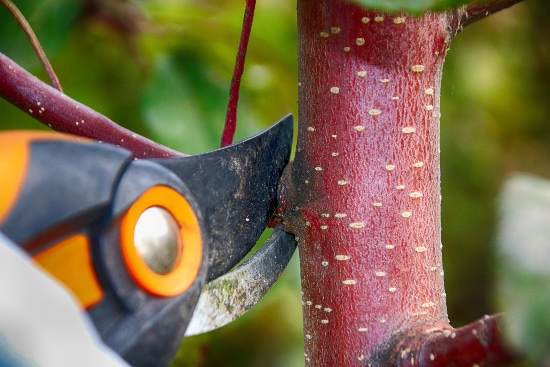 Poda de otoño de frutales