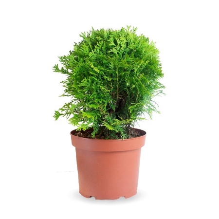 Thuya, uno de los tipos de coníferas perfecto para cierres