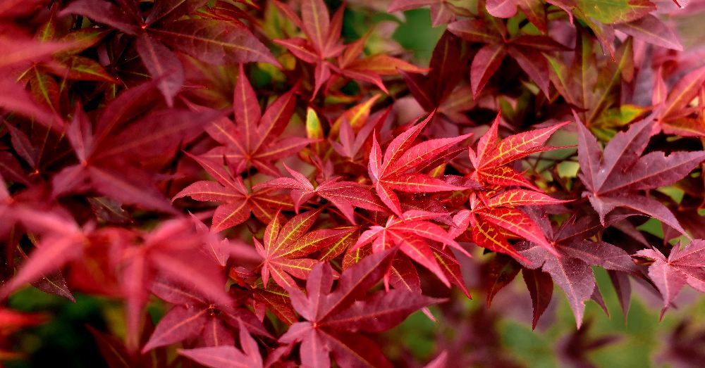 Enfermedades del arce japonés