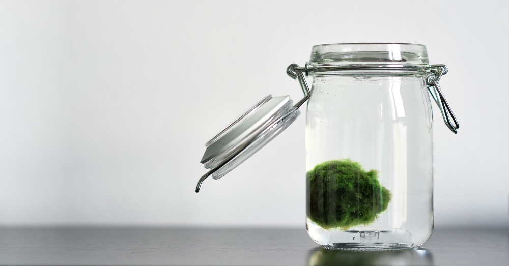 Cuidados del marimo o cladophora