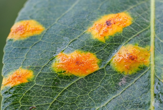 Roya, una de las enfermedades del huerto