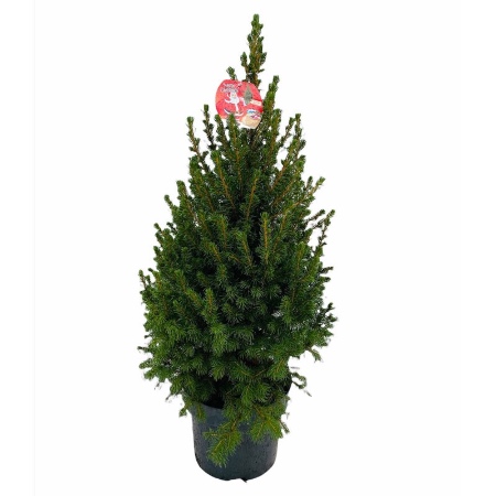 Picea glauca cónica en maceta