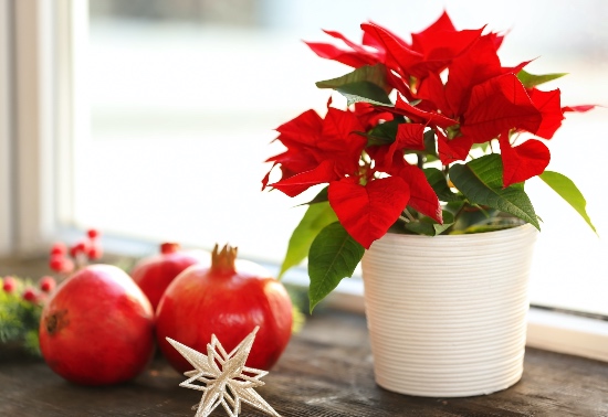 Flor de Pascua
