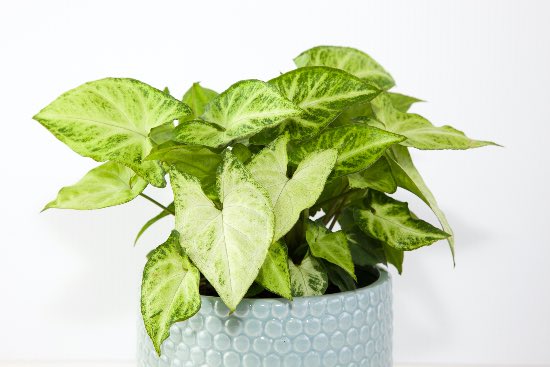 Syngonium White Butterfly en maceta