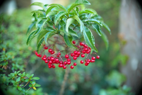 Bayas de Ardisia crenata
