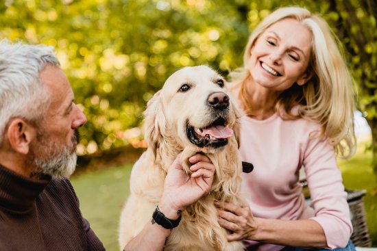 Cuidados emocionales de un perro viejo