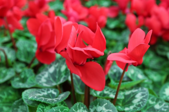 Cyclamen en flor