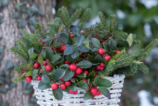 Gaultheria en cesta de mimbre