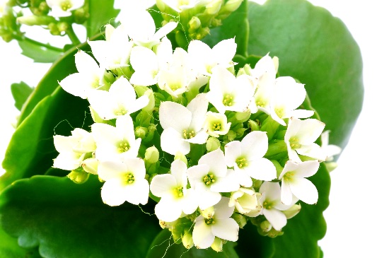 Kalanchoe, una planta perfecta para la decoración navideña con planta natural