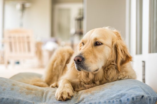 El sueño, importante en el perro anciano