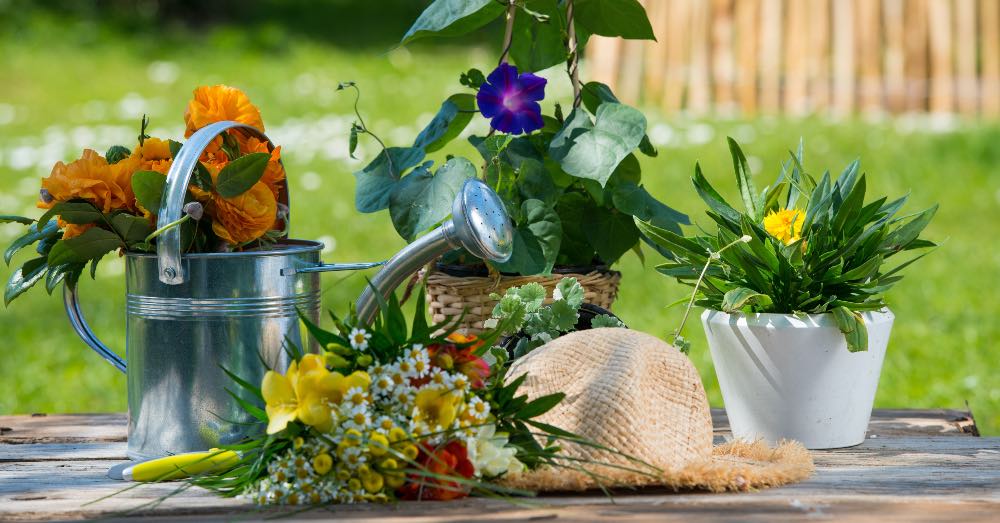 Mi planta no florece ¿qué está pasando?