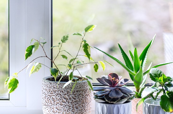 Consejos para cuidar plantas