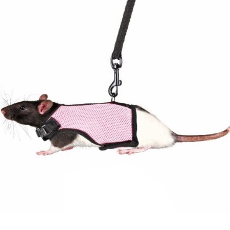 Arnés para pasear un hurón
