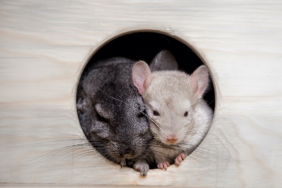 Cómo son las chinchillas