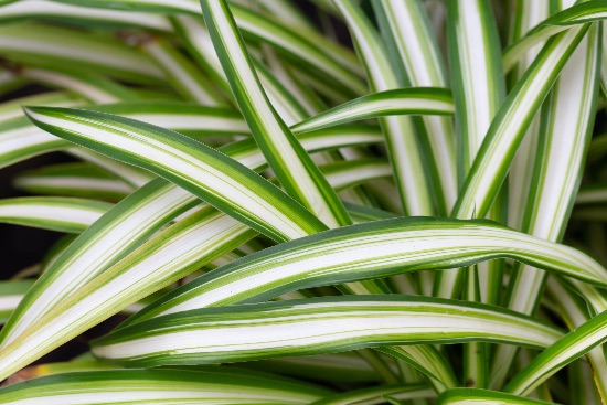 Planta Cintas
