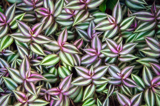 Tradescantia colgante