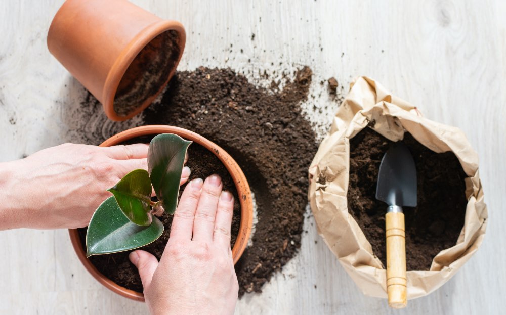 Cuándo trasplantar una planta
