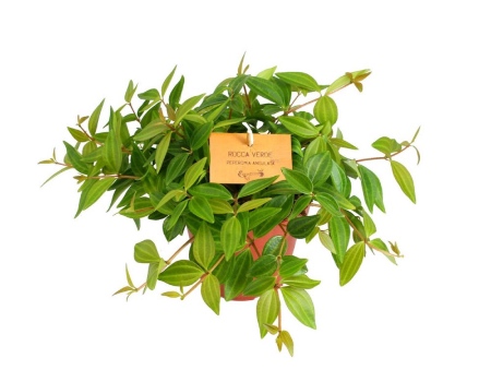 Variedades de Peperomia