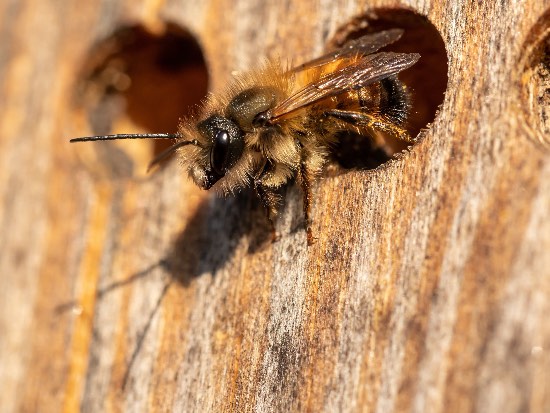 Abeja solitaria en una casita para insectos