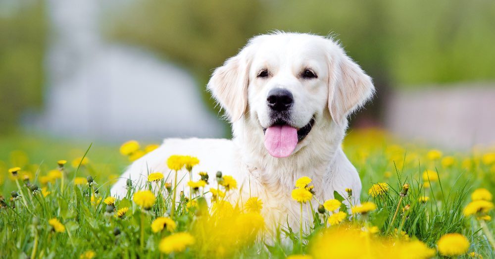 Cuidados del perro en primavera