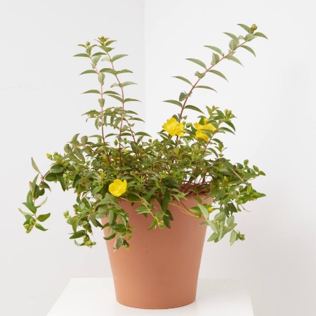 Hypericum en maceta