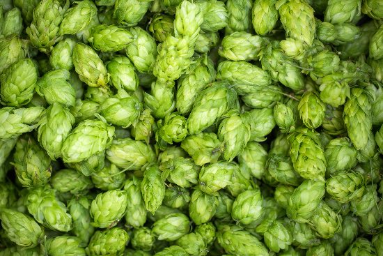 Lúpulo natural, clave para entender qué es la cerveza ecológica
