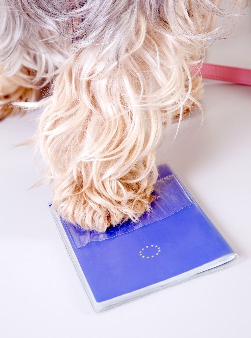 Requisitos legales para viajar con perro