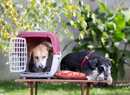 Transportín para perro
