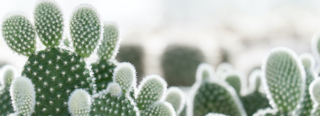 Cuidados del cactus, el superviviente natural | Blog Verdecora